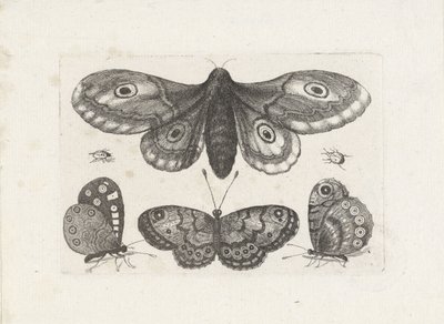 Motyle, chrząszcze i ćma Owady (tytuł serii) Muscarum Scarabeorum (tytuł serii) autorstwa Wenceslaus Hollar