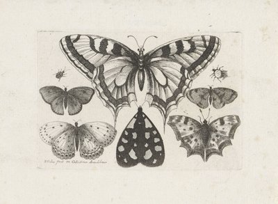 Motyle, chrząszcze i ćma Owady (tytuł serii) Muscarum Scarabeorum (tytuł serii) autorstwa Wenceslaus Hollar