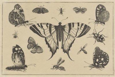 Motyle, osy i inne owady Różne owady (tytuł serii) Diversae Insectorum (tytuł serii) autorstwa Wenceslaus Hollar