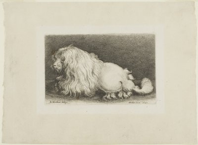 Biały pies autorstwa Wenceslaus Hollar