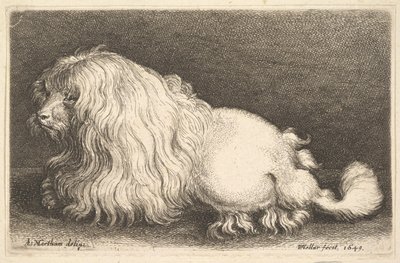 Biały pies, 1649. autorstwa Wenceslaus Hollar