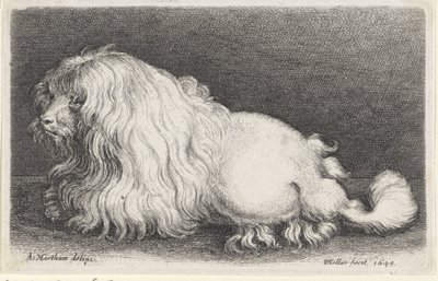 biały pies autorstwa Wenceslaus Hollar