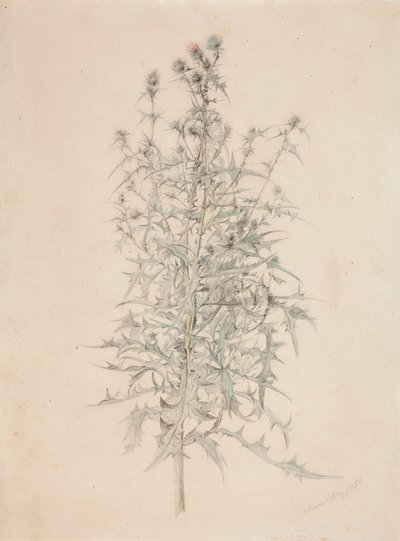 Oset autorstwa Werner Holmberg