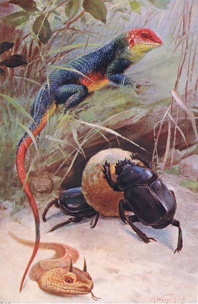 Gama, rogata żmija i święty żuk, ilustracja z Przyrody świata, ok. 1910 autorstwa Wilhelm Kuhnert