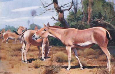 Asiatic Wild Ass, z książki Wildlife of the World wydanej przez Frederick Warne & Co, ok. 1900 autorstwa Wilhelm Kuhnert