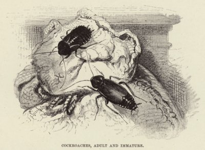 Karaluchy, dorosłe i niedojrzałe autorstwa Wilhelm Kuhnert