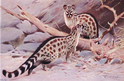 Dungola Genet, ilustracja z Przyrody świata, ok. 1910 r. autorstwa Wilhelm Kuhnert