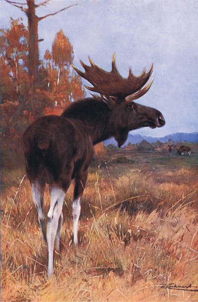 Elk or Moose, z książki Wildlife of the World wydanej przez Frederick Warne & Co, ok. 1900 autorstwa Wilhelm Kuhnert