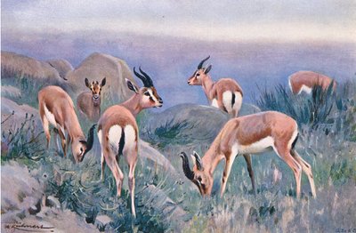 Gazelle, z Wildlife of the World wydanej przez Frederick Warne & Co, ok. 1900 autorstwa Wilhelm Kuhnert