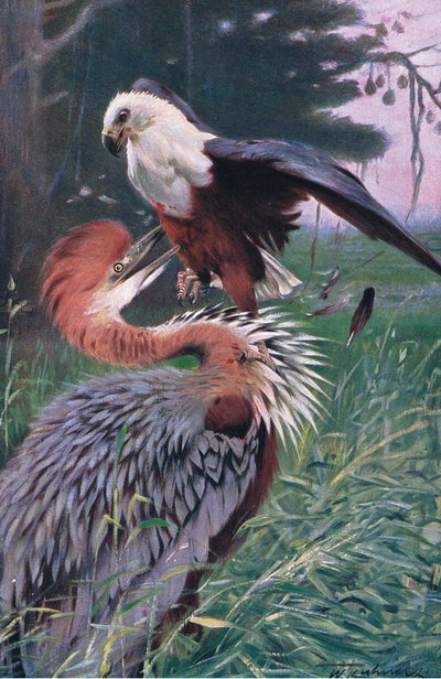 Czapla olbrzymia i orzeł morski, ilustracja z Przyrody świata, ok. 1910 r. autorstwa Wilhelm Kuhnert