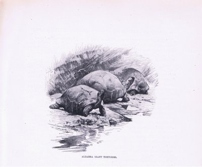 Żółwie olbrzymie, ilustracja z Przyrody świata, ok. 1910 r. autorstwa Wilhelm Kuhnert