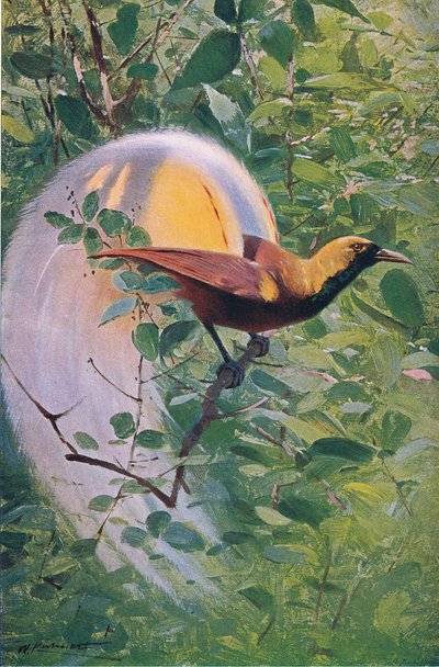 Wielki Rajski Ptak, ilustracja z Przyrody świata, ok. 1910 r. autorstwa Wilhelm Kuhnert