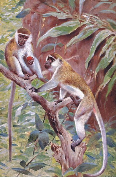 Zielona małpa, ilustracja z Przyrody świata, ok. 1910 r. autorstwa Wilhelm Kuhnert