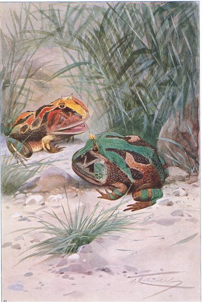 Rogata żaba, z książki Wildlife of the World wydanej przez Frederick Warne & Co, ok. 1900 autorstwa Wilhelm Kuhnert