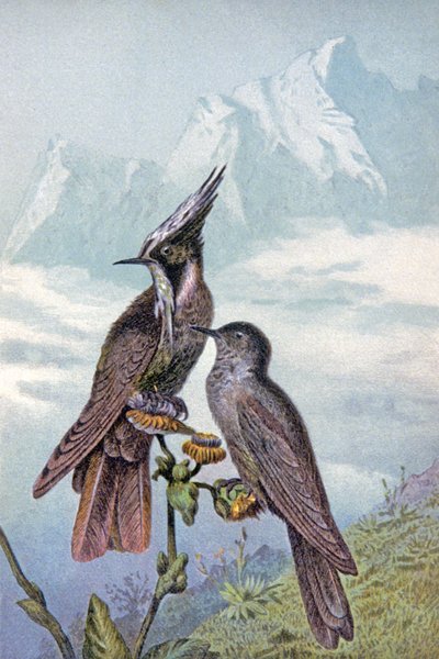 Maska kolibra, ok. 1910 r. (ilustracja) autorstwa Wilhelm Kuhnert