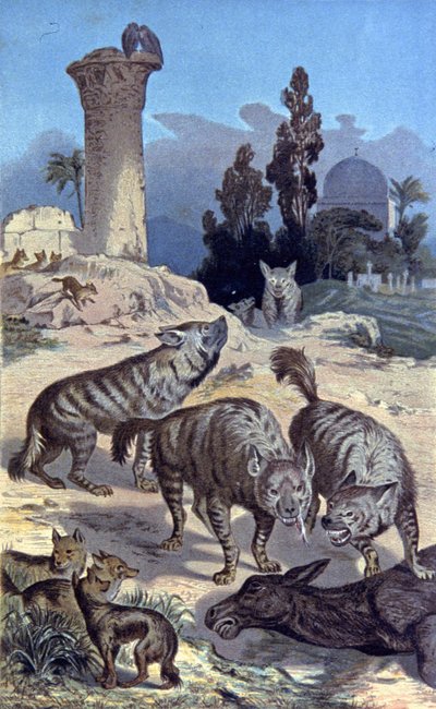 Hyenaspolish autorstwa Wilhelm Kuhnert