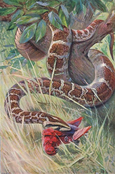 Pyton indyjski, z książki Wildlife of the World wydanej przez Frederick Warne & Co, ok. 1900 autorstwa Wilhelm Kuhnert
