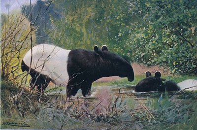 Indian Tapir, z Wildlife of the World wydanej przez Frederick Warne & Co, ok. 1900 autorstwa Wilhelm Kuhnert