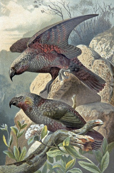 Kea, Nestor godny uwagi, ok. 1910 (ilustracja) autorstwa Wilhelm Kuhnert