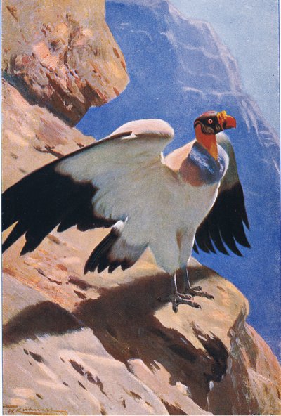 King Vulture, z książki Wildlife of the World wydanej przez Frederick Warne & Co, ok. 1900 autorstwa Wilhelm Kuhnert