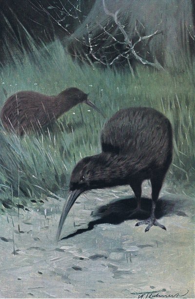 Kiwi, ilustracja z Przyrody świata, ok. 1910 autorstwa Wilhelm Kuhnert