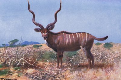 Kudu, ilustracja z Przyrody świata, ok. 1910 autorstwa Wilhelm Kuhnert