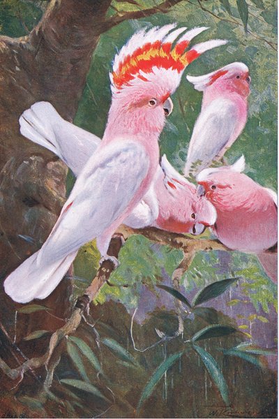 Leadbeaters Kakadu, ilustracja z Przyrody świata, ok. 1910 r. autorstwa Wilhelm Kuhnert