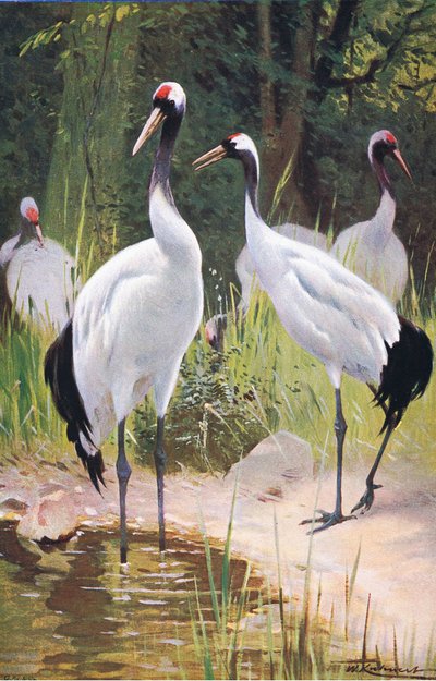 Żuraw mandżurski, z książki Wildlife of the World wydanej przez Frederick Warne & Co, ok. 1900 autorstwa Wilhelm Kuhnert