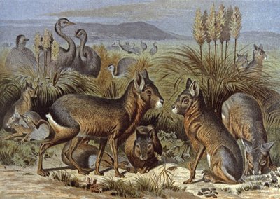 Zając Mara lub Patagonia autorstwa Wilhelm Kuhnert