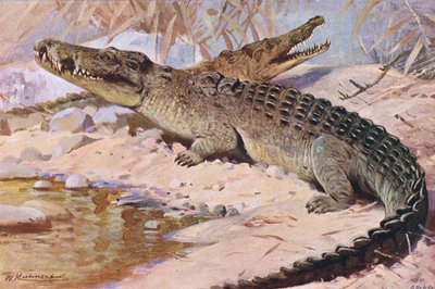 Krokodyl nilowy, ilustracja z Przyrody świata, ok. 1910 r. autorstwa Wilhelm Kuhnert