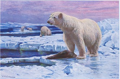 Niedźwiedź polarny, z książki Wildlife of the World wydanej przez Frederick Warne & Co, ok. 1900 autorstwa Wilhelm Kuhnert