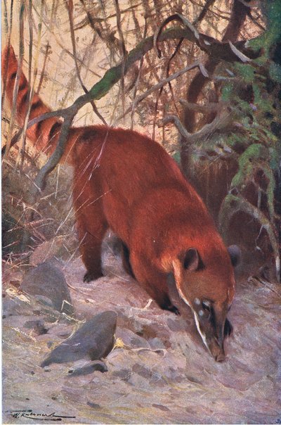 Red Coati, z Wildlife of the World wydanej przez Frederick Warne & Co, ok. 1900 autorstwa Wilhelm Kuhnert