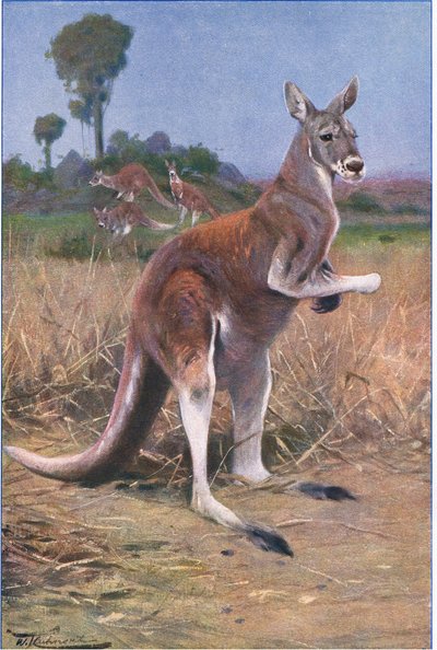 Czerwony kangur, ilustracja z Przyrody świata, ok. 1910 r. autorstwa Wilhelm Kuhnert