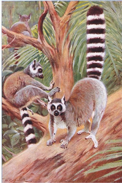 Lemur katta, ilustracja z filmu Wildlife of the World, ok. 1910 r. autorstwa Wilhelm Kuhnert