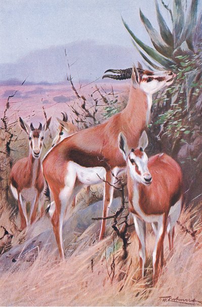 Springbok, ilustracja z Przyrody świata, ok. 1910 autorstwa Wilhelm Kuhnert