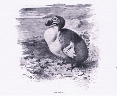 Dodo, ilustracja z Przyrody świata, ok. 1910 autorstwa Wilhelm Kuhnert