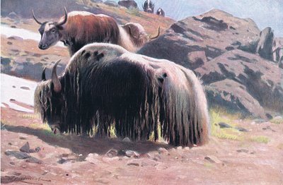 Jak, z książki Wildlife of the World wydanej przez Frederick Warne & Co, ok. 1900 autorstwa Wilhelm Kuhnert