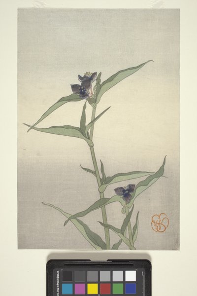 Studium kwiatowe, ok. 1908 r. (drzeworyt kolorowy) autorstwa Wilhelmina Seegmiller
