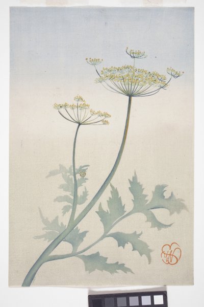 Koronka królowej Anny, ok. 1908 r. (kolorowy drzeworyt) autorstwa Wilhelmina Seegmiller