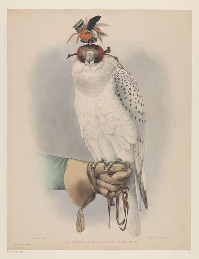 Biały sokół grenlandzki Le groënlandais, faucon blanc mué (tytuł na obiekcie) autorstwa Willem Bastiaan van Wouw (possibly)
