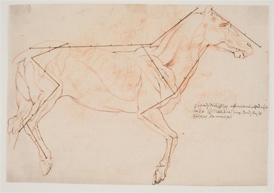 Badanie anatomiczne i proporcjonalne. Koń autorstwa Willem Panneels