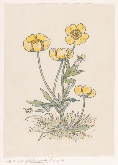 Jaskry autorstwa Ludwig Willem Reymert Wenckebach
