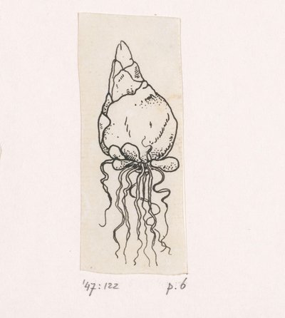 cebula kwiatowa autorstwa Willem Wenckebach
