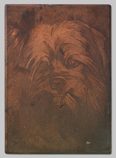 Pies Phoebus autorstwa Willem Arnoldus Witsen