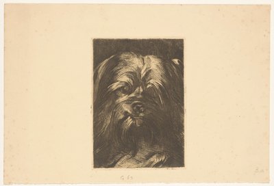 Pies Phoebus autorstwa Willem Arnoldus Witsen