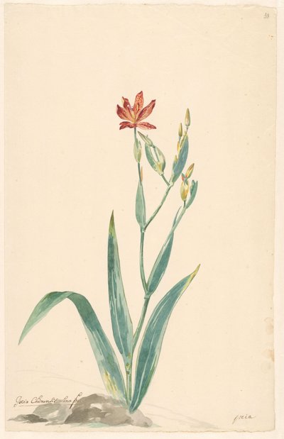 Kwiat lamparta w krajobrazie autorstwa Willem van Leen (attributed to)