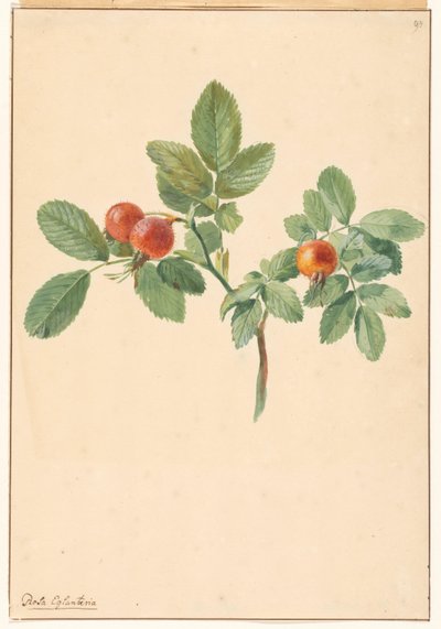 Gałązka z owocami róży autorstwa Willem van Leen (attributed to)