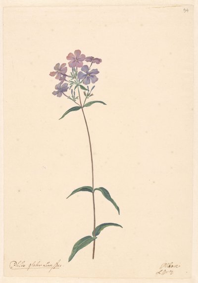 Oddział floks autorstwa Willem van Leen (attributed to)