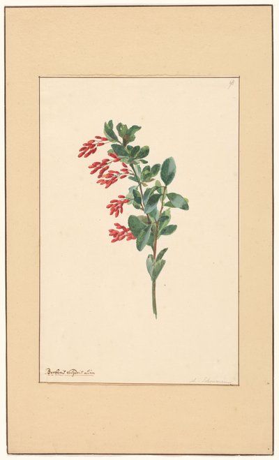Gałąź berberysu autorstwa Willem van Leen (attributed to)