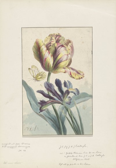 Tulipan i irys autorstwa Willem van Leen